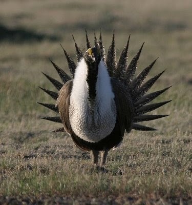 Sage Grouse 