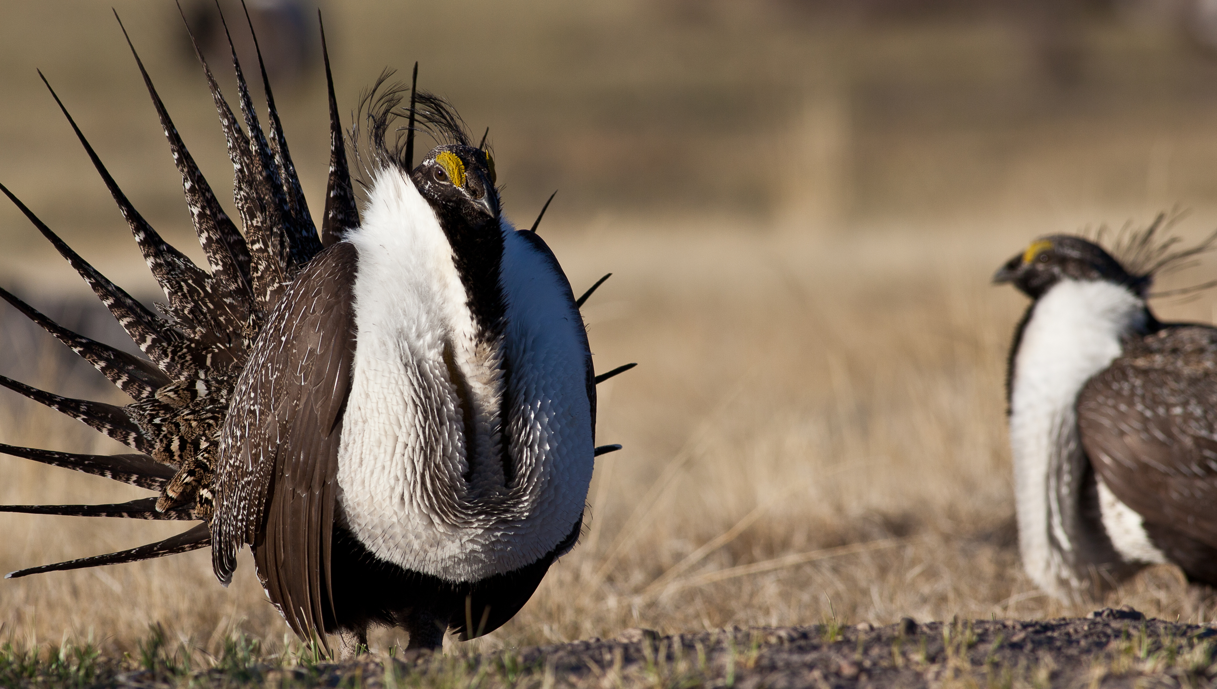 What is a Sage Grouse?