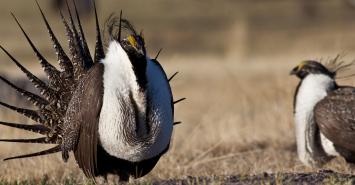 What is a Sage Grouse?