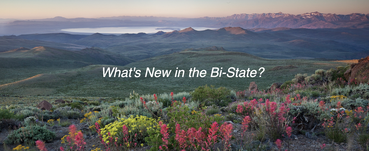 What's new in the Bi-State?