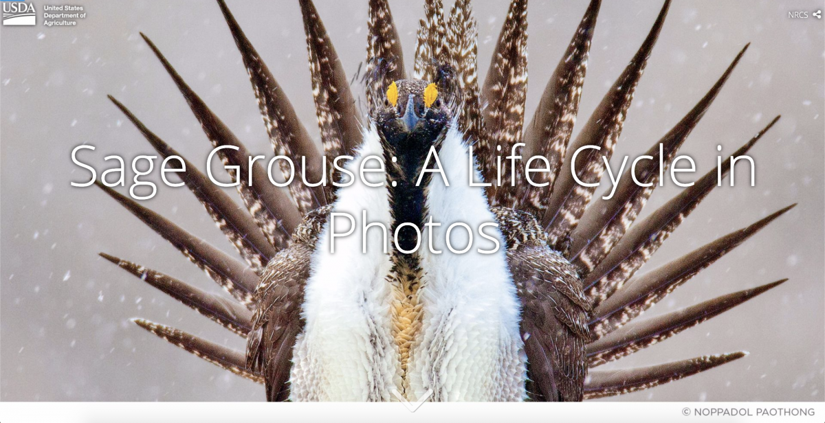 Sage-grouse story map